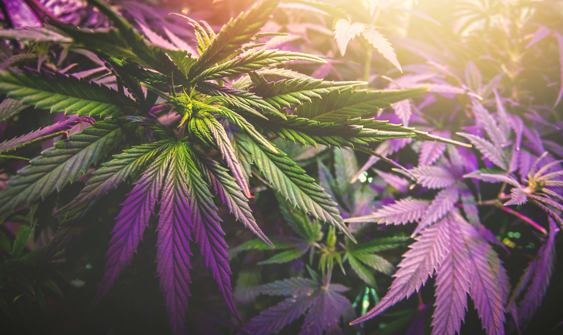 Medical Cannabis Leaves