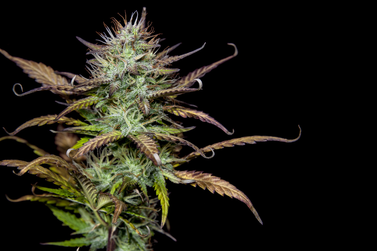 Mature cannabis plant