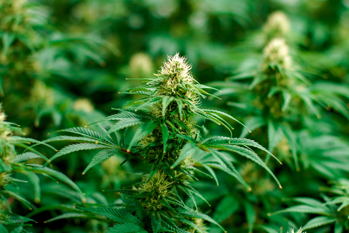 Vibrant medical recreational cannabis marijuana plants